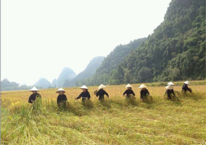 Đồng bào xã Phong Châu gặt lúa nếp.